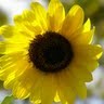 Kathy Lentz Photo 33