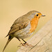 Robin Wing Photo 22