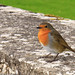 Robin Ireland Photo 16