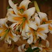 Mark Mazurek Photo 7