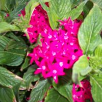 Cindy Sandberg Photo 19
