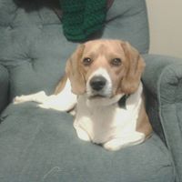 Virginia Shaffer Photo 26