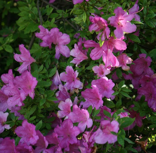 Ann Gardiner Photo 10