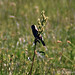 Kenneth Meadows Photo 13