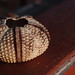 Jonathan Shell Photo 20