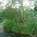 Son Ha Photo 21