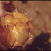 Marc Bloom Photo 15