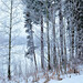 Cindy Frost Photo 36