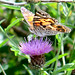 Cynthia Hawthorne Photo 32