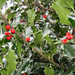 Holly Sharp Photo 40