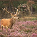 Heather Holland Photo 14