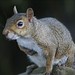 Jerry Downing Photo 21