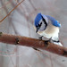 Jay Weaver Photo 37