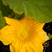 Carla Flowers Photo 24