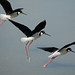 Don Ulrich Photo 20