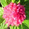 Judith Stone Photo 33