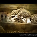 Kelvin Lamb Photo 12