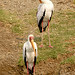 Elizabeth Stork Photo 8