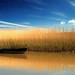 Allen Reed Photo 23