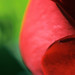 Rose Green Photo 12