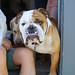 Dexter Murphy Photo 23