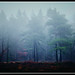 Rosemary Holland Photo 17