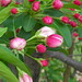 Donald Apple Photo 15