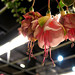 Fred Flowers Photo 32