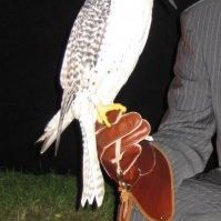 Abdullah Alqahtani Photo 28
