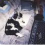 Shelly Morgan Photo 13