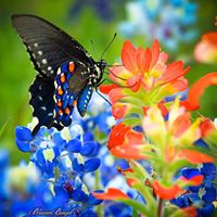 Pam Mathis Photo 10