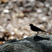 Robin Chatfield Photo 13