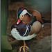 Randy Forrester Photo 25