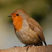 Robin Barnes Photo 25