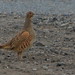 Allen Partridge Photo 1
