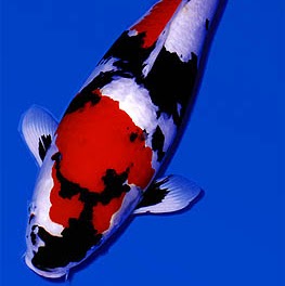 Robert Bertolini Photo 9