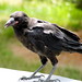Edgar Crow Photo 4