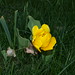 Teresa Lemon Photo 18