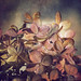 Flora Bloom Photo 14