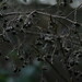 Victoria Bramble Photo 8