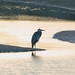 Geoffrey Combs Photo 6