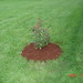 Thelma Bush Photo 11