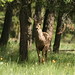 Buck Campbell Photo 11