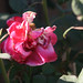 Clifford Sharp Photo 16