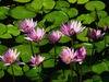 Ann Lowe Photo 19