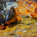 Jackie Carp Photo 7