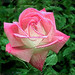 Rose Rogers Photo 12