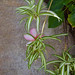 Catherine Plant Photo 5