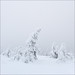 Sandra Weis Photo 22