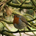 Robin Preston Photo 18